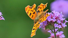 Kleiner Perlmuttfalter_3.jpg